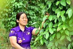 Giúp nhiều hội viên phụ nữ đơn thân thoát nghèo