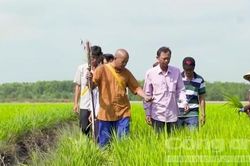 Sự thật về giống lúa 'Thiên Đàng'