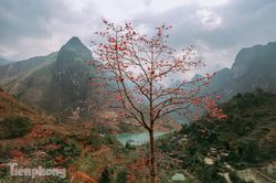Ngẩn ngơ mùa hoa gạo vùng cao nguyên đá Hà Giang