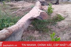 Tổ chức đấu giá cây gỗ lim trên 100 tuổi ở huyện miền núi Hà Tĩnh
