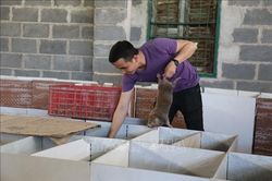 Nuôi dúi đặc sản cho thu nhập cao