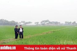 Huyện Nông Cống xây dựng thương hiệu gạo sạch Hương Quê