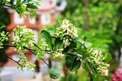Hương hoa ở làng quê
