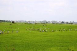 Hải Lăng: Tăng cường bảo vệ loài cò nhạn xuất hiện trên địa bàn