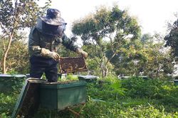 Mùa con ong lấy mật ở Phúc Thành