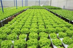 Tăng sức đề kháng cho cơ thể bằng rau xanh