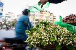 Hoa bưởi nồng nàn trên các con phố Thủ đô