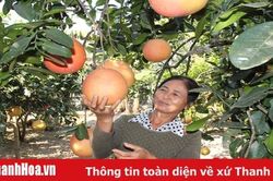 Nỗ lực bảo tồn, phục tráng giống cây bản địa có giá trị kinh tế cao