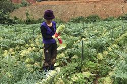 Trồng cải thảo xen atisô