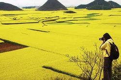 Biển hoa vàng rực rỡ, thánh địa 'sống ảo' nơi vùng quê