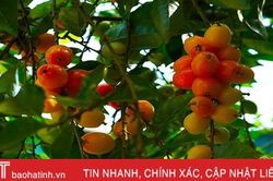 'Đèn lồng đỏ' treo cao