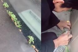 Cây cỏ mọc kín xe ôtô sau 2 tháng phong tỏa Vũ Hán