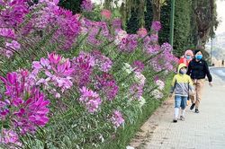 Đà Lạt: Nhìn đâu cũng thấy dân đeo khẩu trang