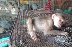 Chống dịch Covid-19: Cục Kiểm lâm truy quét chợ chim lớn nhất nước