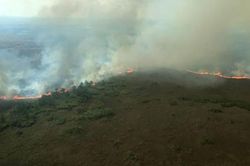 'Lá phổi xanh' của thế giới bị đe dọa