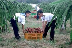 Rau xanh trên vùng cát trắng