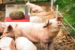 Tưởng vớ được 'kho báu' trong bụng lợn đáng giá cả trăm triệu, ai ngờ