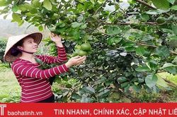 Xứ bưởi Hà Tĩnh vui đón cây đậu quả sớm, mong 'né' được mùa mưa lũ 2020