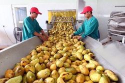 Hiệu quả từ mô hình trình diễn