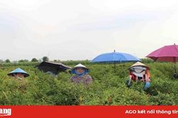 Nông dân Tân Châu chủ động trong sản xuất