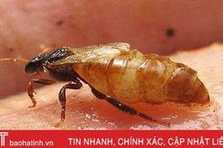 Phân lập chất chống ung thư trong keo ong Việt Nam