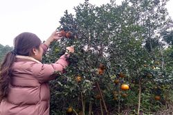 Cam bù: Sản phẩm nông nghiệp chủ lực của vùng núi Hương Sơn