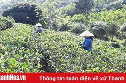 Phát triển Chương trình OCOP, tạo đà cho huyện Triệu Sơn 'cất cánh' trên 'đường băng' nông thôn mới