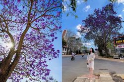 Phượng tím Đà Lạt đang mùa nở rộ, từng góc phố đẹp đến ngỡ ngàng