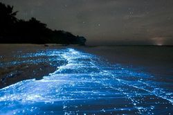 Màu xanh ma thuật trên bãi biển ở Maldives