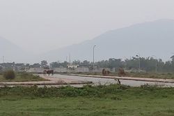 Xây dựng khu dân cư đô thị 130 tỉ đồng ở Hà Tĩnh: Để làm nơi chăn bò, xả rác...