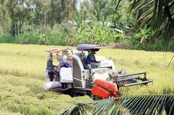 Nông dân Cai Lậy nỗ lực giành vụ Đông Xuân thắng lợi.