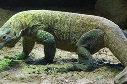 1001 thắc mắc: Vì sao rồng Komodo cái 'đoản mệnh' hơn con đực?