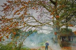 Ngẩn ngơ hoa gạo tháng 3