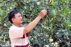Gỡ vướng về nhãn hiệu cho đặc sản địa phương