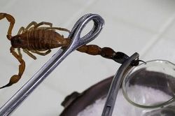 Những vết cắn tử thần: Khi 'chất độc' cứu người