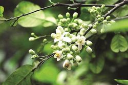 Hương bưởi thơm nghe lòng bối rối…