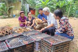 Triển khai mô hình nuôi gà bản địa sinh sản ở xã Triệu Nguyên