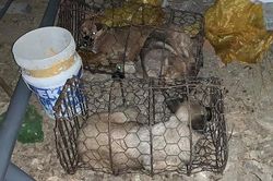 Tạm giữ người đàn ông trộm 4 con chó