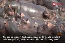 Hơn 30 con hà mã tấn công 1 con cá sấu