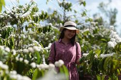 Hoa cà phê nhuộm trắng trời Tây Nguyên