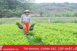 'Thời cơ vàng' để người dân Hà Tĩnh trồng 7.500 ha rừng