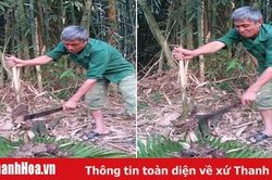 Mùa trứng kiến