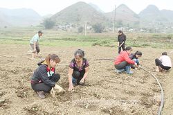 Vân Hồ mở rộng diện tích rau an toàn