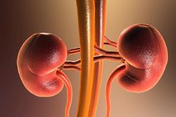 Giúp bổ thận, hỗ trợ giảm chứng tiểu đêm nhiều lần