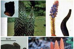 Bài thuốc tráng dương bổ thận