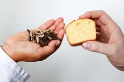 Cực dị bơ côn trùng đại bổ nhưng hiếm người dám thử