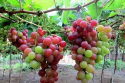 Những đặc sản Ninh Thuận hấp dẫn khiến du khách nhớ mãi