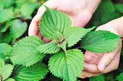 Lá gia vị Việt Nam rẻ bèo cho không, ra nước ngoài siêu đắt 6 triệu/kg