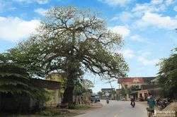Sau 3 ngày đêm cháy âm ỉ, cây bàng hàng trăm tuổi ở Nghệ An vẫn xanh tốt
