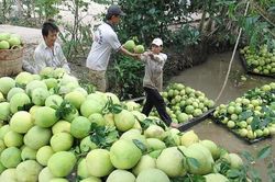 Phát triển sản phẩm OCOP - Bài cuối: Tháo gỡ khó khăn